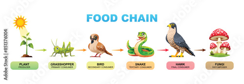 Food chain vector cartoon illustration showing plant, grasshopper, bird, snake, hawk, and fungi