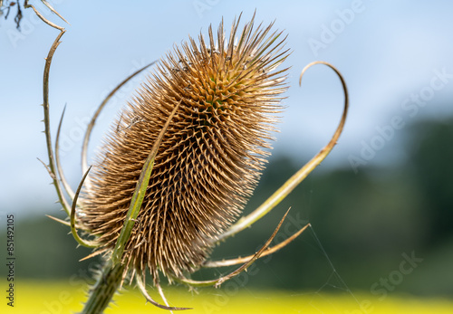 dead teasel in the wind