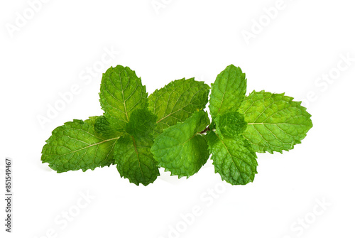 Fresh spearmint leaves isolated on the transparen png. Mint, peppermint close up