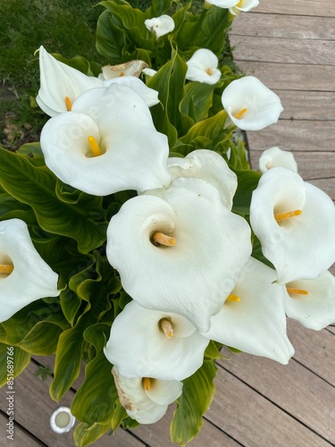 Close up of white flower arum 