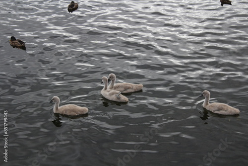 Cygnets baby swans