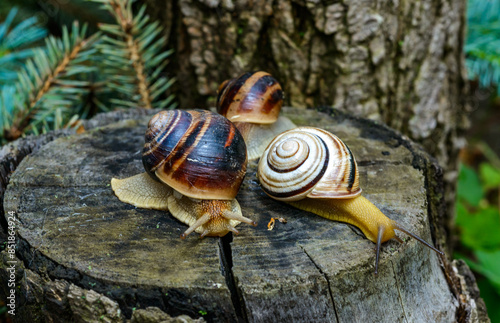 Cepaea vindobonensis and Helix vulgaris - two crawling land pulmonate molluscs on a tree stump