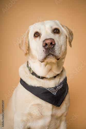 Perro labrador en fondo marrón