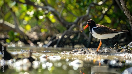 American oystercatcher foraging on oysters by the river in Florida