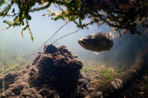 black bass in Biscarosse lake