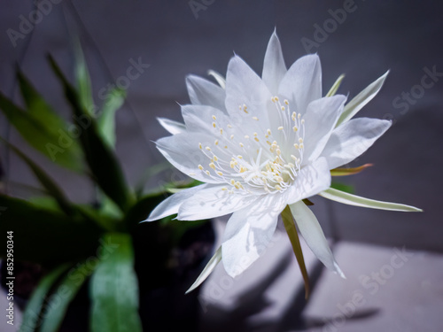 Queen of the Night, Wijaya Kusuma flower in bloom pristine white petals, creating an exquisite display. yellow stamens surrounds white stigma, blurred background highlights flower’s intricate details.