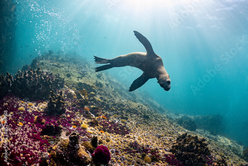 Cape or Brown fur seal or sea lion playing with diver in South Africa