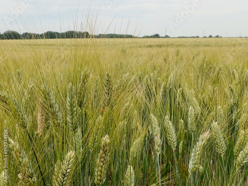 Almost ripe durum wheat agricultural field, sunlit by summer daylight sunshine. Lane of trees in background, cloudy skies. 