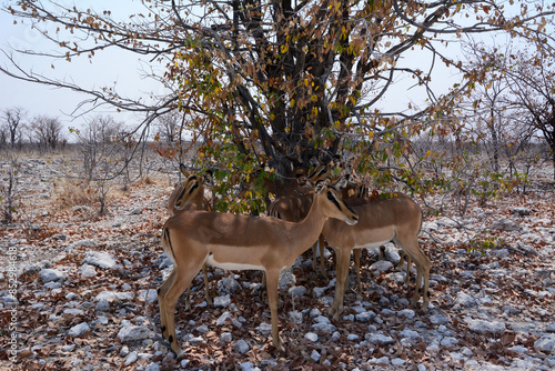 Several antelopes stand under a bush in a hot savannah in a natural environment in a national park. Kenya, Africa