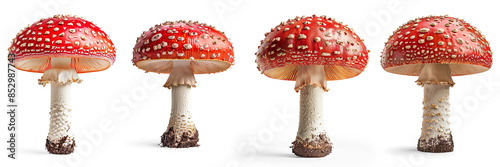 A set of Amanita muscaria mushroom close-up isolated on a transparent background 