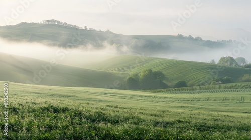 Foggy hills and springtime fields