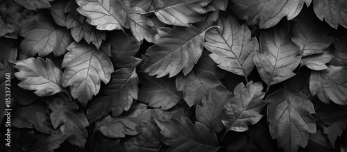 A black and white photo of a pile of leaves. The leaves are all different sizes and shapes, and they are scattered across the image. The photo has a moody and nostalgic feel