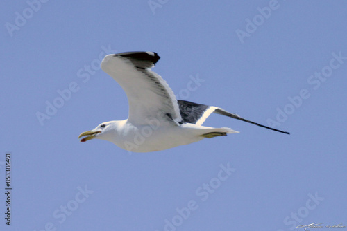 Uma linda gaivota sobrevoando o céu da praia de Cordeirinho - Maricá - RJ