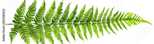 Detailed illustration of a green fern leaf, isolated on a white background, intricate vein patterns, realistic textures, sharp and clear, minimalistic and elegant, high resolutionbright tone