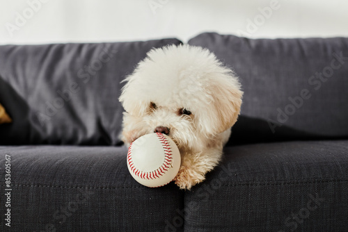 White dog enjoying a baseball chew on a cozy couch.