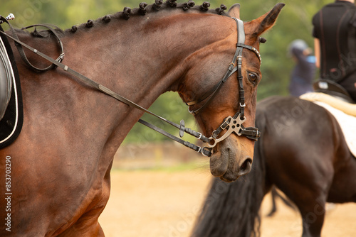 human-horse interaction, during equestrian competitions, horse riding, elegant riding outfit