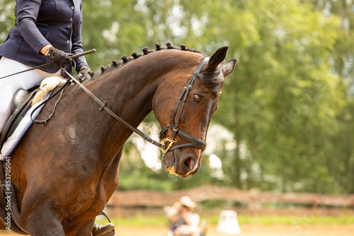 human-horse interaction, during equestrian competitions, horse riding, elegant riding outfit