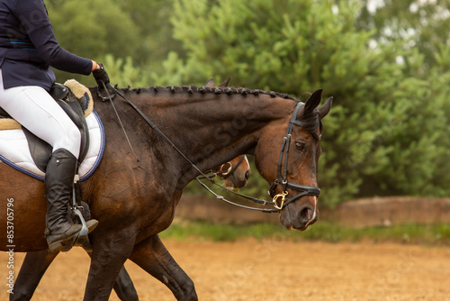 human-horse interaction, during equestrian competitions, horse riding, elegant riding outfit