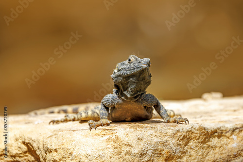 A starred agama lizard, stellagama stellio, on a rock. Also known as the roughtail rock agama or painted dragon.