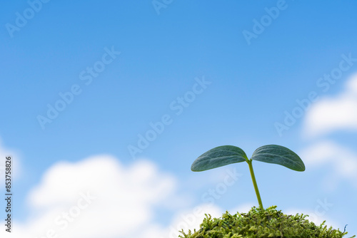 澄みわる青空の下に芽生えた植物の新芽