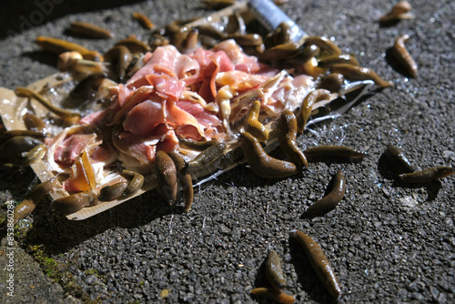 Large numbers of slugs and snails gathered in a packet of stale ham, on a terrace in the dark.