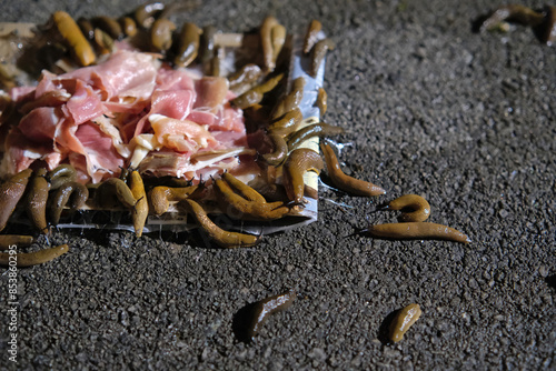 Large numbers of slugs and snails gathered in a packet of stale ham, on a terrace in the dark.