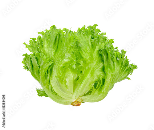 Green oak lettuce transparent png