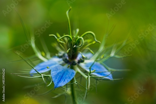 Jungfer im Grünen - Nigella Damascena