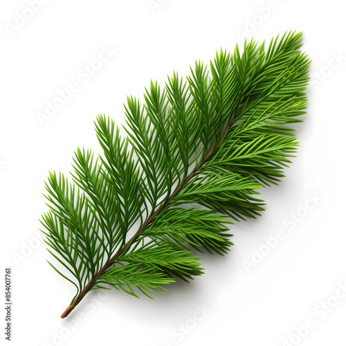 Fresh Green Fir Branch Isolated on a White Background