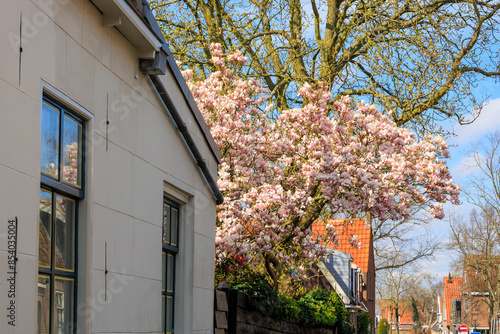 A magnolia tree in bloom in a street in the Dutch town of Edam