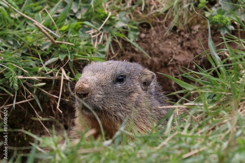 Marmotta