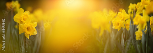 wiosenny baner, żonkile , narcyze w parku, daffodils 