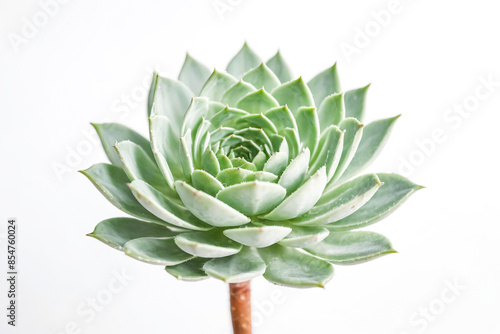 Close-up of a Succulent Plant