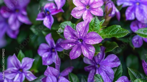 Purple blossoms of Vinca major Variegata enhancing a spring garden