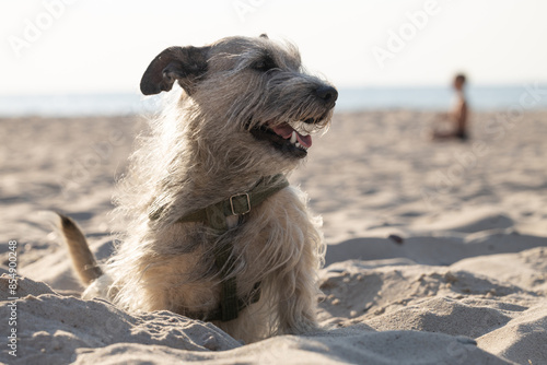 Happy Scruffy Dog on Sandy Beach