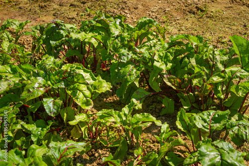 Grządki buraków w ogródku warzywnym | Beetroot beds in the vegetable garden