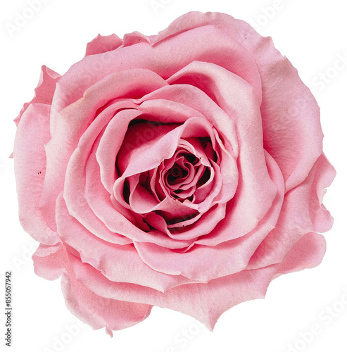 pink rose in transparent background high quality PNG 