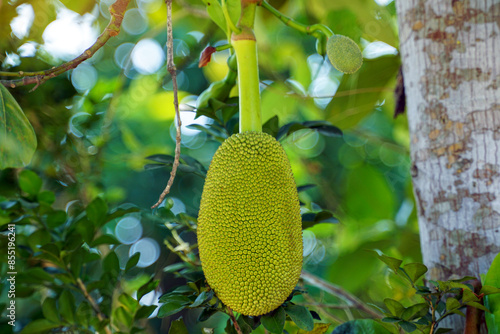 Jackfruit is a perennial plant. The trunk and branches when wounded have thick white latex. The fruit is a large sum, unripe fruit, green rind, blunt thorns.