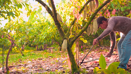 Laborer cleans the surroundings of the cocoa tree so that the tree grows strong and bears beautiful fruits.