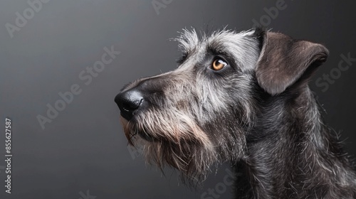 A charming Irish Wolfhound pup posed against a plain backdrop.