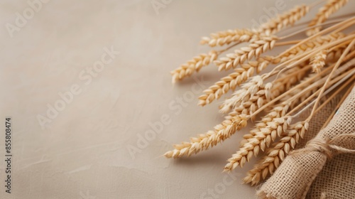 Background with wheat and empty space for text. Harvest festival, lugnasad, lammas, grain harvest festival, bread day. Farmer's bread. growing grain crops