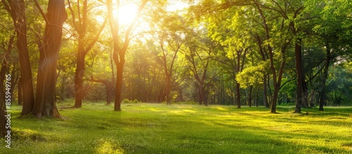 Beautiful forest panorama with bright sun shining through the trees. Copy space image. Place for adding text or design