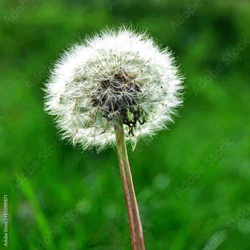 Close-up photo of the dandelion flower with red achenes known by the common name red-seeded dandelion