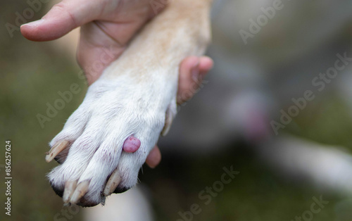 tumor on a dog's paw, cancer in a pet.