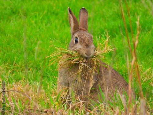 Rabbit in a grassy field with a mouthful of dry grass, looking alert and surrounded by greenery.