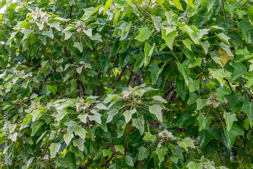 Dole Plantation, Oahu, Hawaii，Aleurites moluccanus, the candlenut, flowering tree in the spurge family, Euphorbiaceae, candleberry, Indian walnut, kemiri, varnish tree, nuez de la India, buah keras, 