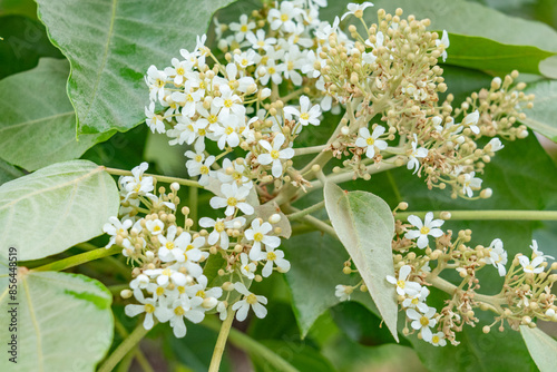 Dole Plantation, Oahu, Hawaii，Aleurites moluccanus, the candlenut, flowering tree in the spurge family, Euphorbiaceae, candleberry, Indian walnut, kemiri, varnish tree, nuez de la India, buah keras, 