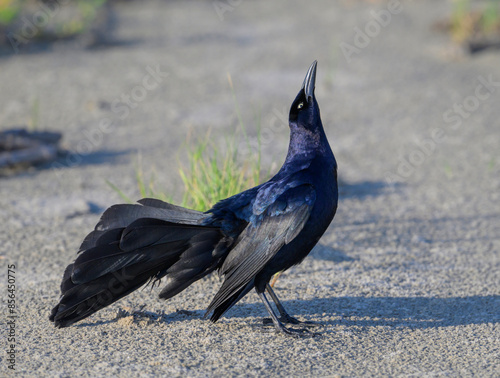 Great-tailed grackle (Quiscalus mexicanus) male displaying and calling at the ocean beach, Galveston, Texas, USA.