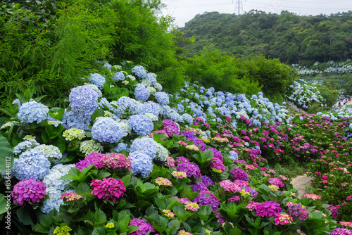 Beautiful flower Hydrangea flower garden