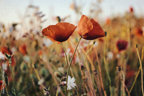 Mohn - Ecology - Beautiful summer day. Red poppy field. - Flowers Red poppies blossom on wild field. - High quality photo 